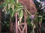 Big Pitcher Plants